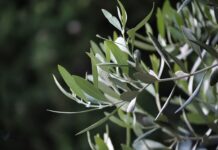 I Sapori della Terra: l’attesa dell’oro verde, tra potature, cura degli oliveti e prime moliture