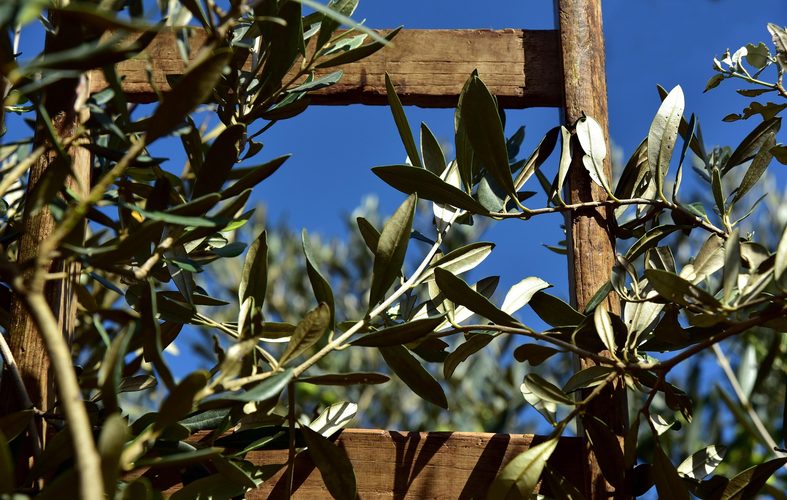 I Sapori della Terra: l'attesa dell'oro verde, tra potature, cura degli oliveti e prime moliture 1 ulleo wooden ladder 3803017 1920