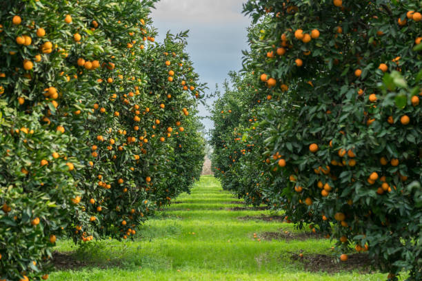 Frutta d’inverno e difese immunitarie: i frutti alleati contro l’influenza e i malanni di stagione