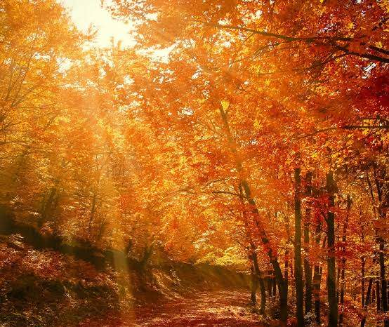 FOLIAGE AI CASTELLI ROMANI, L’AUTUNNO CHE ACCENDE I COLLI ALBANI