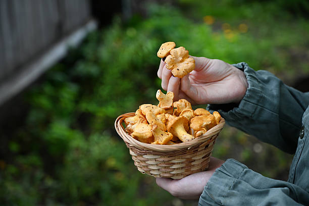 I sapori della terra nel Lazio: guida alle eccellenze e alle sagre d’autunno da non perdere