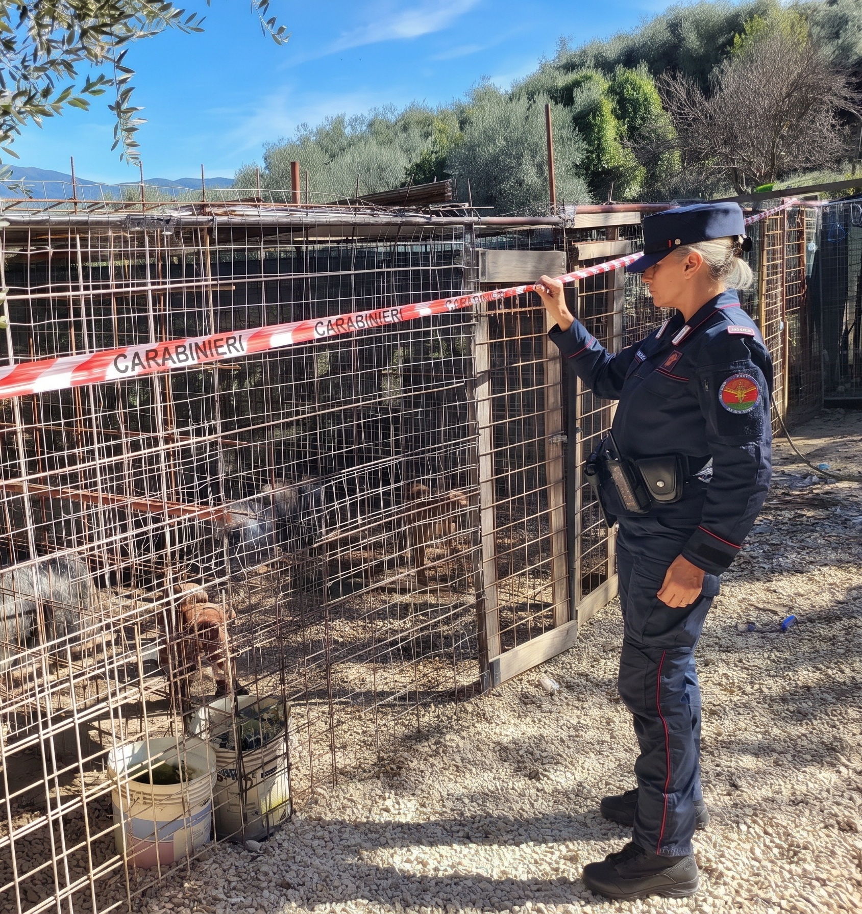 CARABINIERI: COMBATTIMENTI TRA PITBULL E MALTRATTAMENTO DI ANIMALI, PERQUISIZIONI E SEQUESTRI IN PIÙ REGIONI CARABINIERI: COMBATTIMENTI TRA PITBULL E MALTRATTAMENTO DI ANIMALI, PERQUISIZIONI E SEQUESTRI IN PIÙ REGIONI
