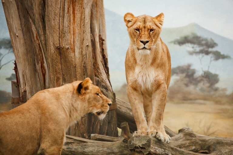 Animali, Wwf: “Sos leoni, al mondo solo 20mila esemplari in natura”