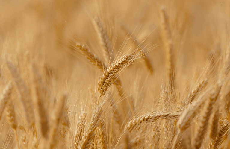 AGRICOLTURA, L’ABBATE (M5S): IMPORTANTE TROVARE ACCORDO E DARE AVVIO ALLA CUN SPERIMENTALE GRANO DURO