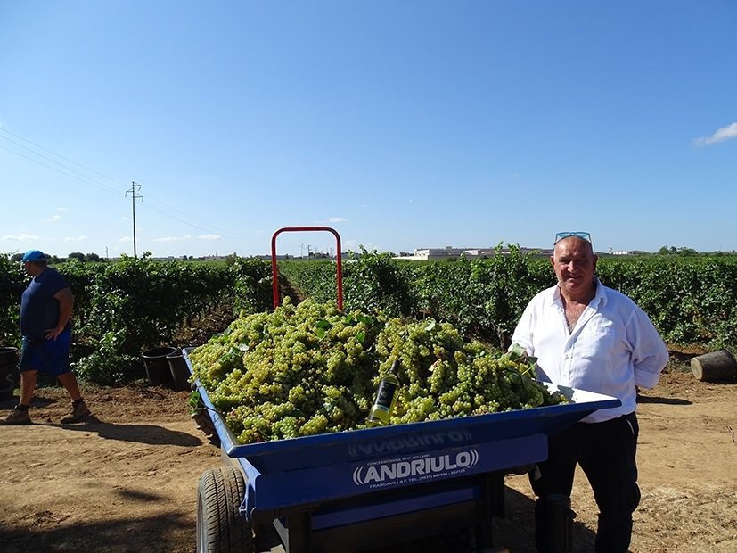 wvendemmia-GiuseppeSchiena-1