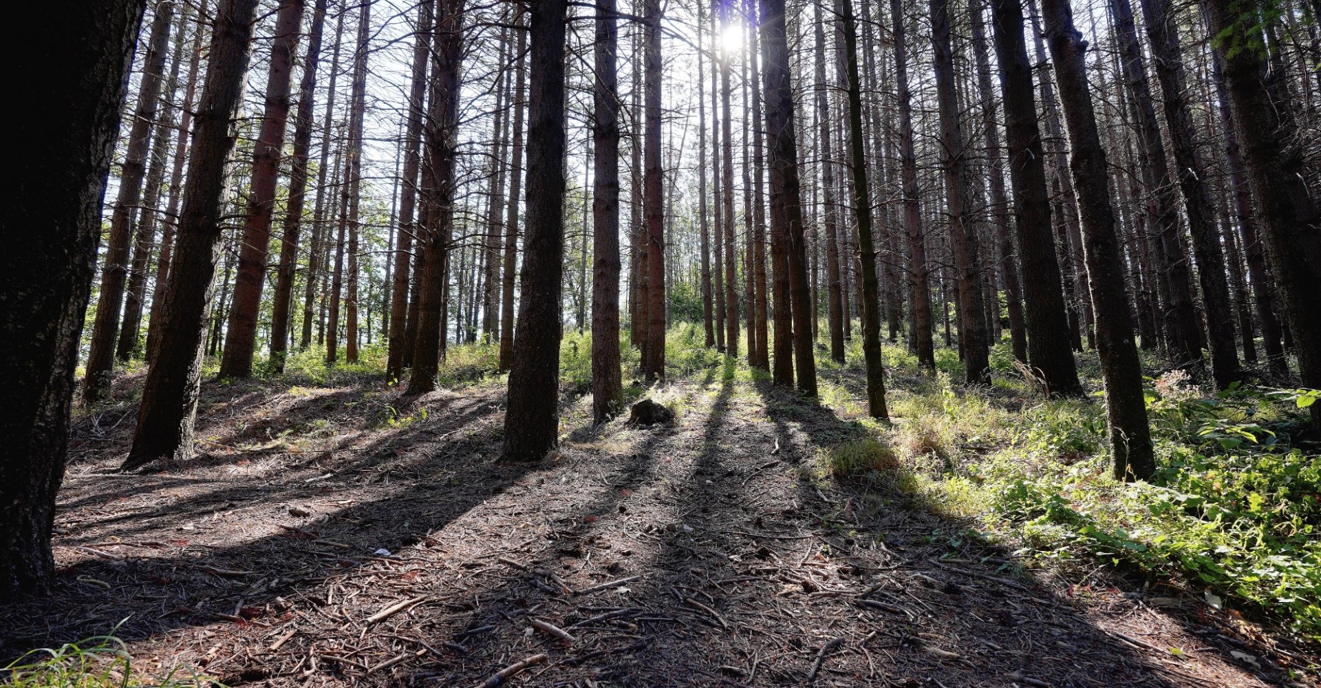 Forest bathing