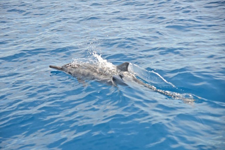 Le Seychelles coinvolgono i cittadini nel monitoraggio del mare