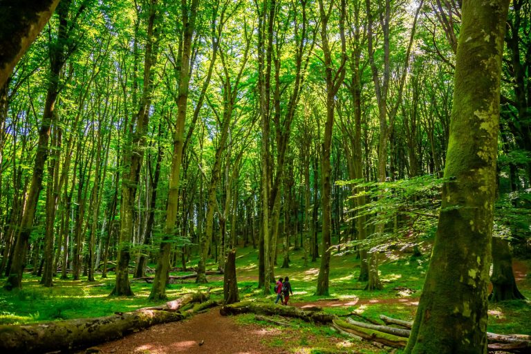 A due passi da Roma, il bosco millenario riconosciuto dall’Unesco
