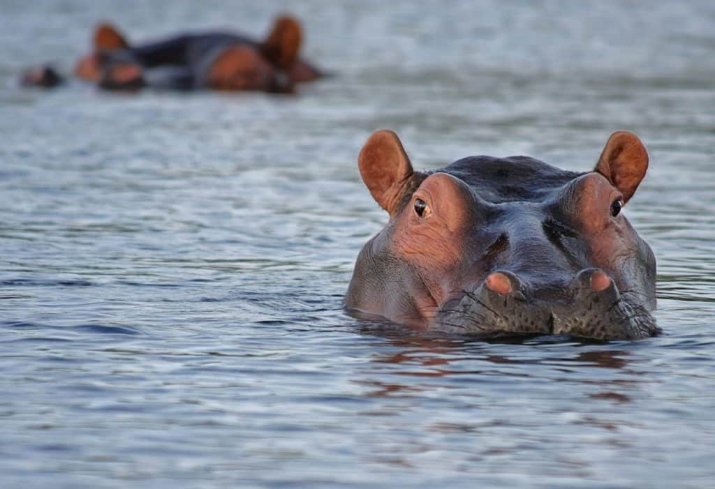 Un ippopotamo inghiotte un bambino di 2 anni: è vivo Un ippopotamo inghiotte un bambino di 2 anni: è vivo