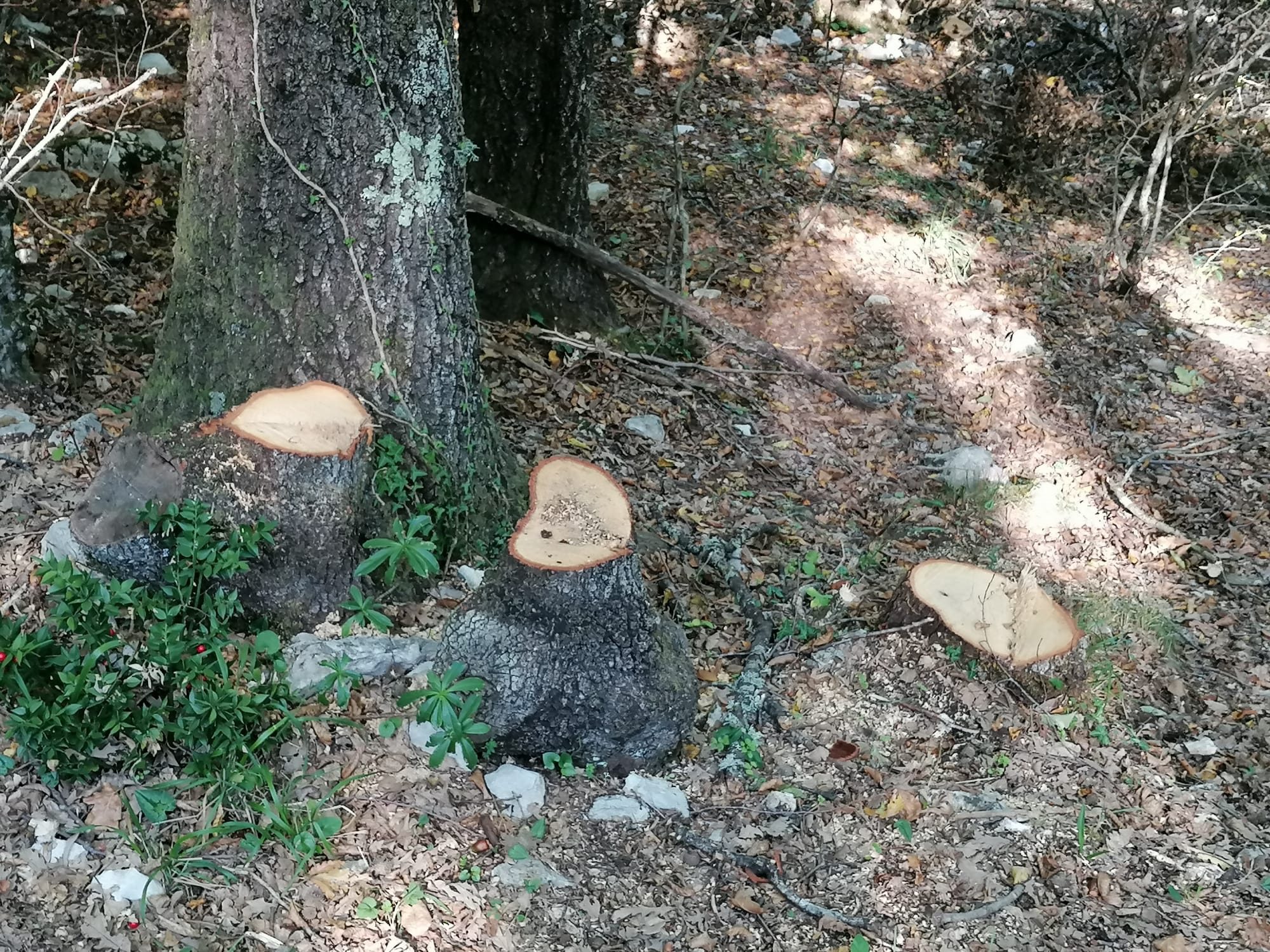 Taglio illecito di piante, intervento dell’A.K. Taglio illecito di piante, intervento dell’A.K.