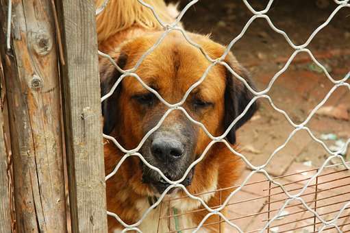 cane