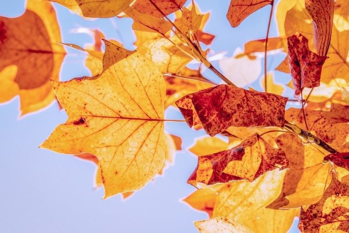 autunno-pixabay