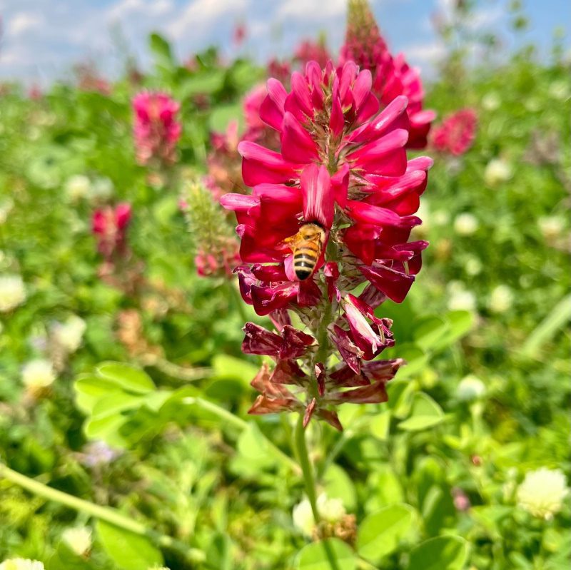 I-Fiori-del-Mulino-concorso-I-Fiori-del-Mulino