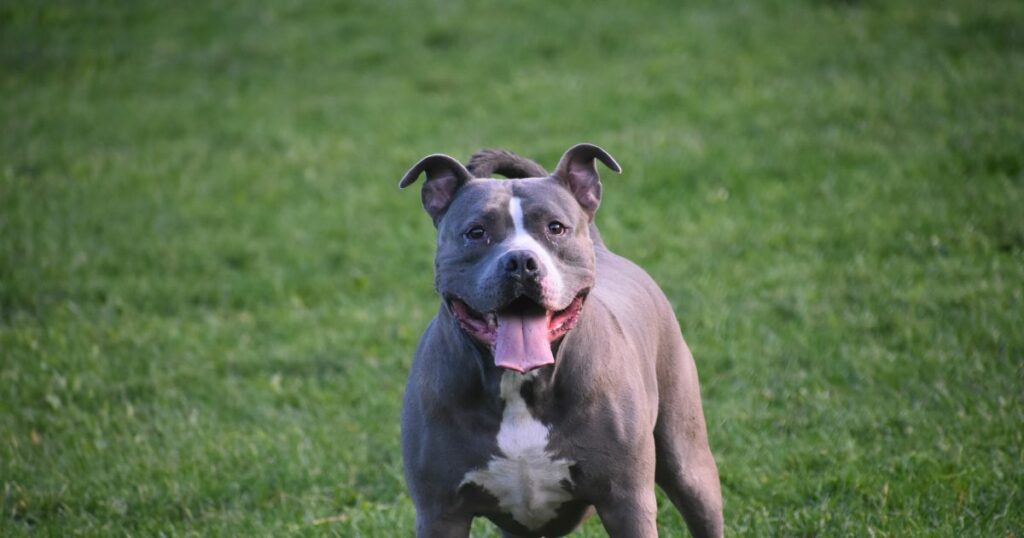 PITBULL-1024x538