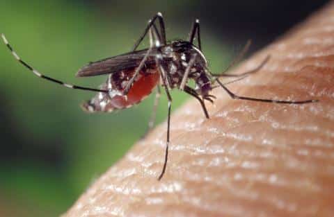west-nile
