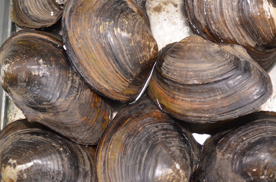 vongole