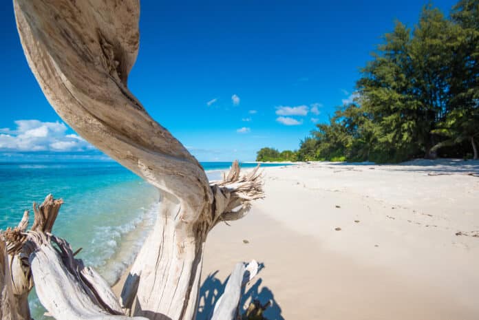 Beach and driftwood