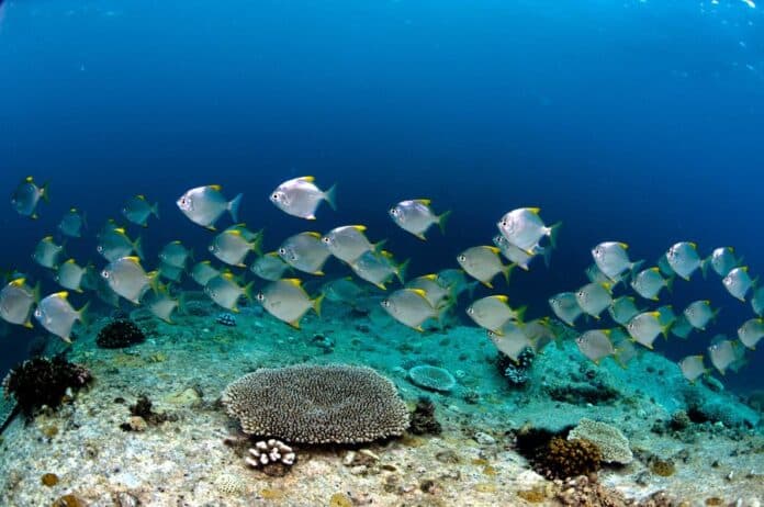 Freediving