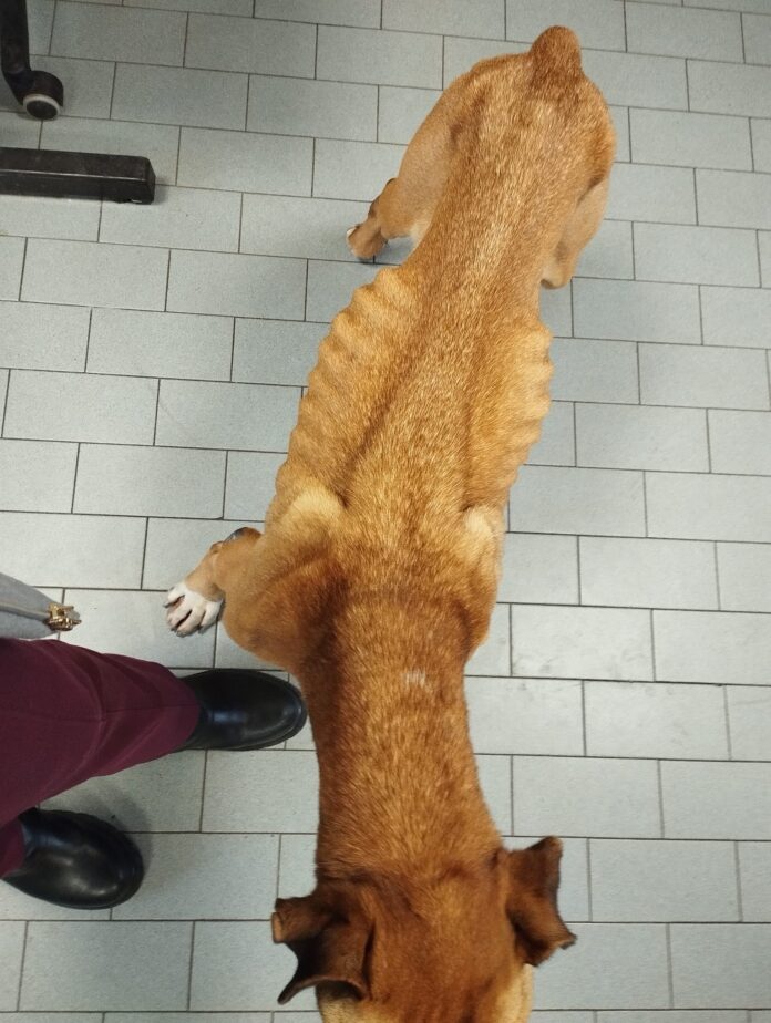 cane