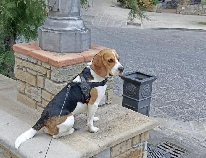 Dog