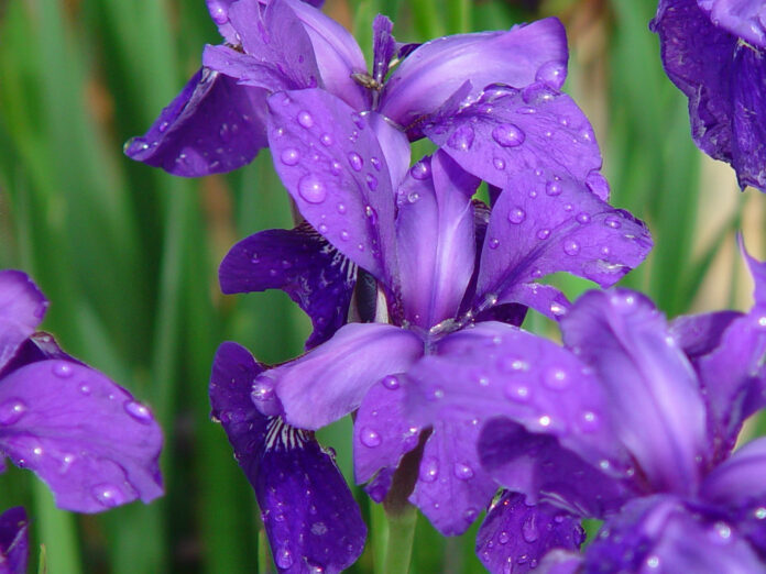Iris