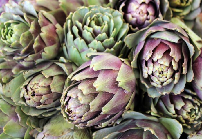 20305483 - freshly artichoke as agricultural background Fiumicino. Carciofo protagonista nel progetto TERSA: scuola e filiera insieme nel Lazio