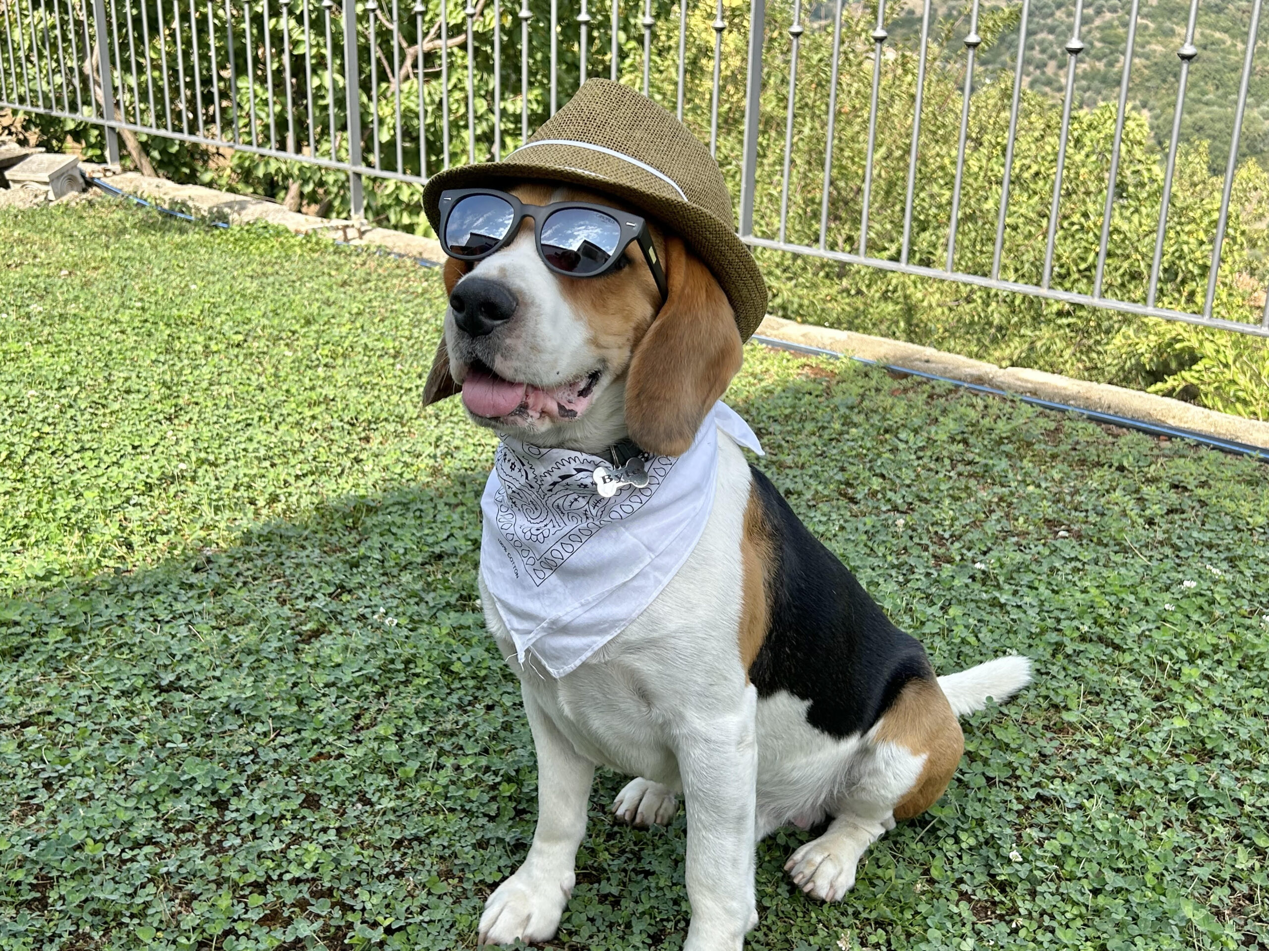 Bigol