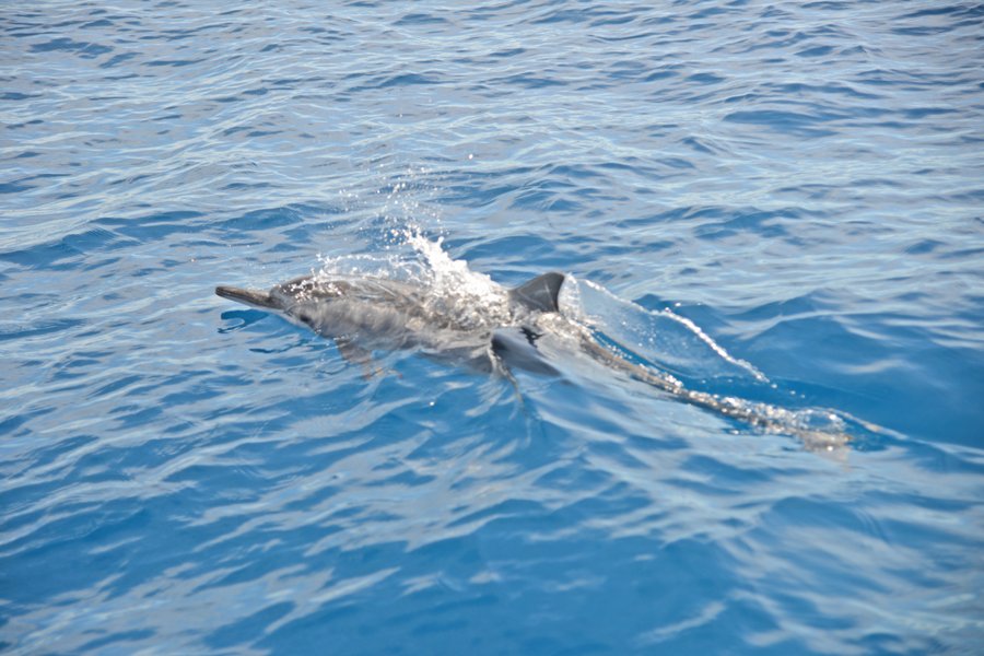 Cetacei