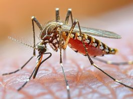 Un 77enne ricoverato al Cotugno di Napoli per West Nile, l’ospedale: “Nessun motivo di allarme”