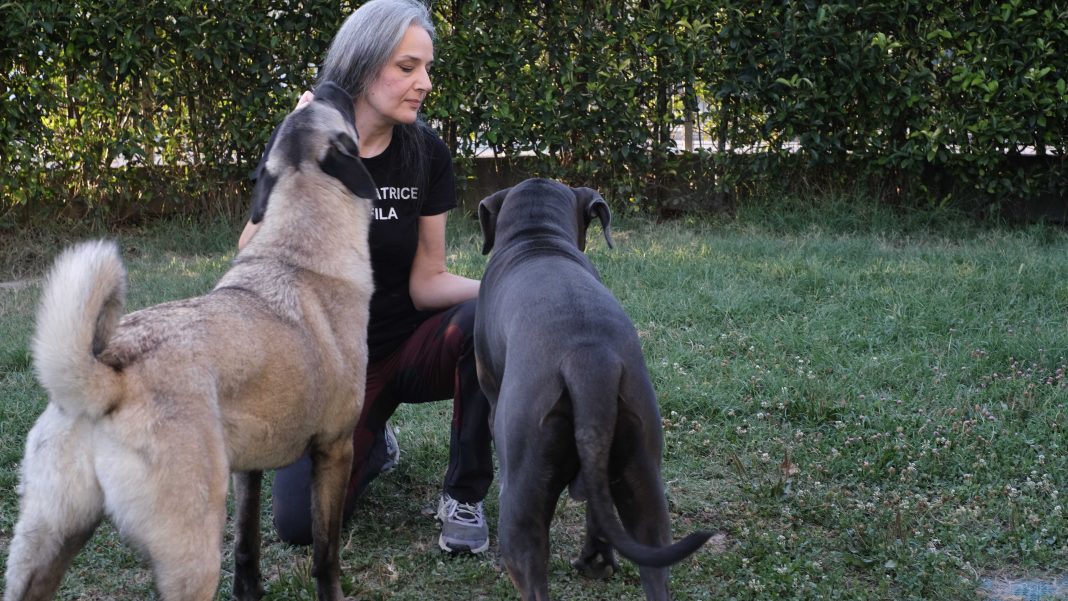 Cani sempre più stressati con il caldo: i segnali da non ignorare per evitare situazioni di rischio per quelli reattivi Cani sempre più stressati con il caldo: i segnali da non ignorare per evitare situazioni di rischio per quelli reattivi