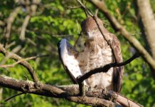 Decima Malafede: una delle aree naturali più estese e suggestive vicino la Capitale